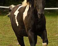 pinto-companion-horse