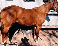 sorrel-white-socks-horse