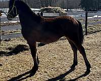 bay-friesian-filly