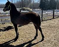 all-around-friesian-horse