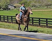 buckskin-see-pictures-horse