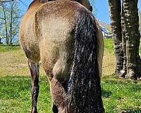 trail-tennessee-walking-horse