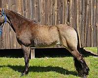 trail-riding-tennessee-walking-horse