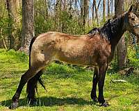 family-friendly-tennessee-walking-horse