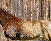 smooth-tennessee-walking-horse