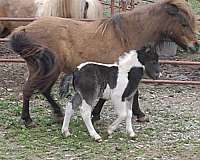 linebred-miniature-horse