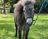 jsw-miniature-horse