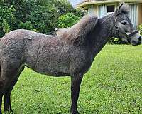 blueroan-miniature-horse