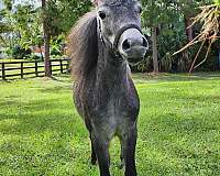 blueroanminimare-miniature-horse