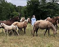chestnut-palomino-quarter-horse-for-sale