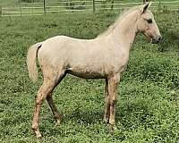 herd-reduction-quarter-pony