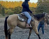 black-buckskin-dappled-working-horse