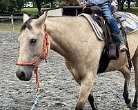 dappled-working-mare