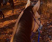 buckskin-quarter-horse-mare