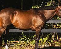 bay-blaze-two-white-socks-horse