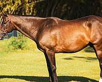 bay-thoroughbred-gelding