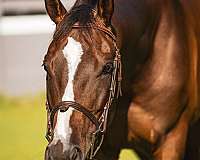 16-hand-thoroughbred-gelding