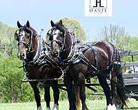 black-see-photos-horse