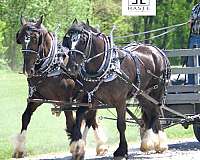 anything-draft-horse