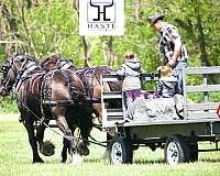 beau-draft-horse