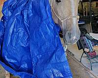 trail-riding-tennessee-walking-horse