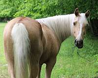 gaited-tennessee-walking-horse