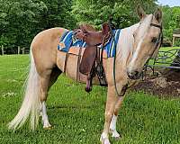 palomino-gaited-horse