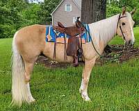 trail-tennessee-walking-horse