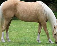 palomino-see-photos-horse