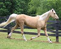 palomino-tennessee-walking-mare