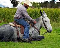 ranch-mule