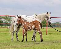 black-white-ranch-pony