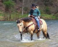 buckskin-quarter-horse-gelding
