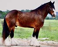 cross-clydesdale-horse