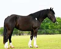 companion-gypsy-vanner-horse