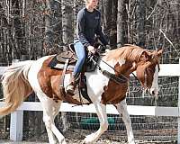 pinto-all-around-horse