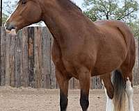 ranch-clydesdale-horse
