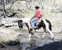 ranch-gypsy-vanner-horse