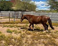 trail-quarter-horse