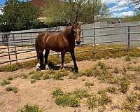 trail-riding-quarter-horse