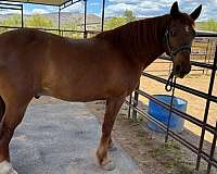 chestnut-all-around-horse