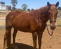 gaited-tennessee-walking-pony