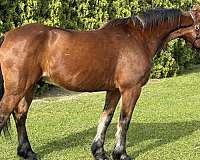 friesian-sport-horse