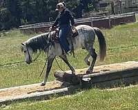 beginner-safe-andalusian-horse