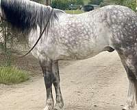 experienced-andalusian-horse