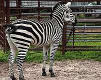 proven-to-breed-donkeys-zebras-horse