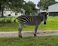 proven-to-breed-donkeys-zebras-stallion