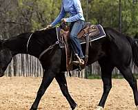bareback-quarter-horse