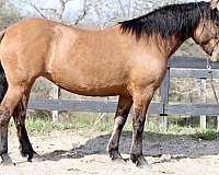 wildhorse-mare