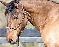 wildhorse-mustang-horse
